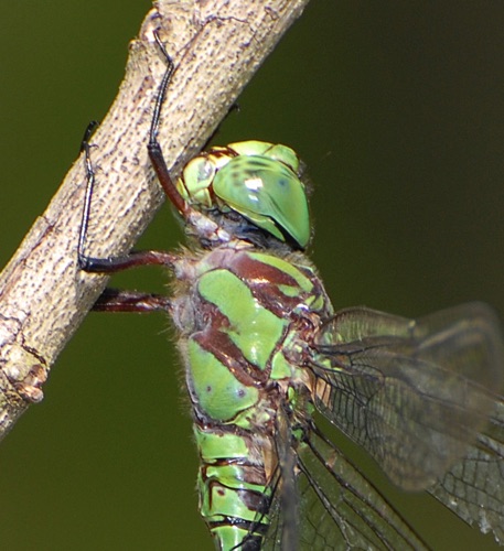 Male
2008_04_11_FL